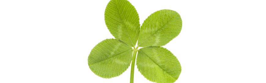 4clover